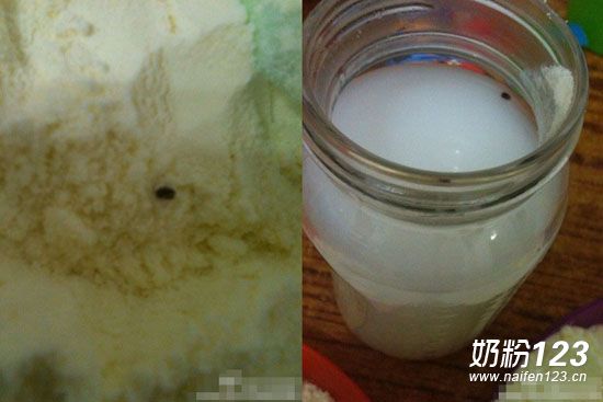 多美滋一包奶粉發現四隻虫 客服稱退貨難度大 多美滋一包奶粉發現四隻虫 客服稱退貨難度大